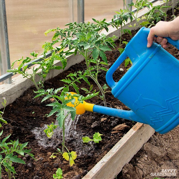 How often do you water tomato plants: In gardens, pots and straw bales