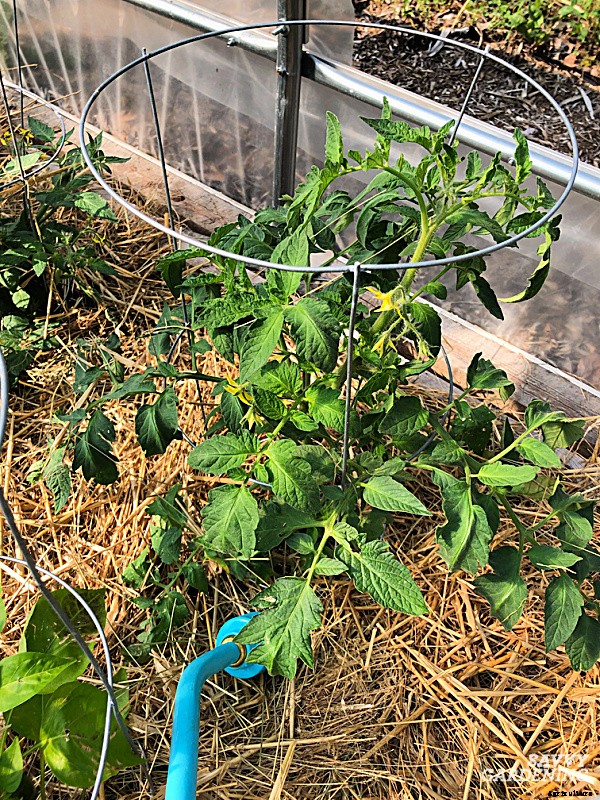 How often do you water tomato plants: In gardens, pots and straw bales