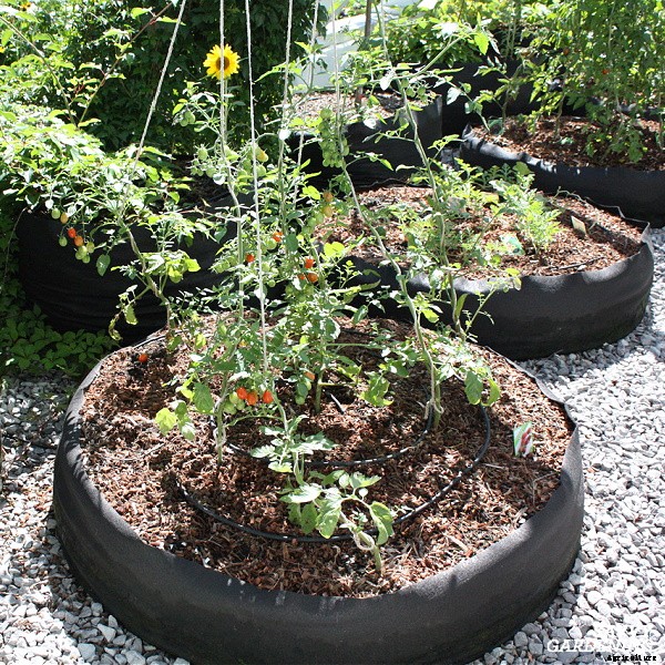 How often do you water tomato plants: In gardens, pots and straw bales