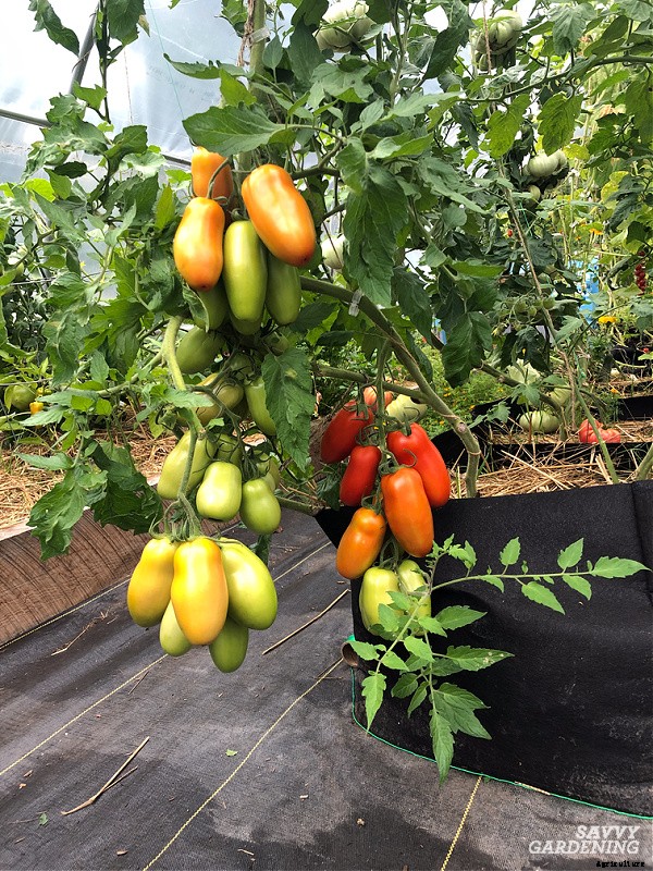 How often do you water tomato plants: In gardens, pots and straw bales