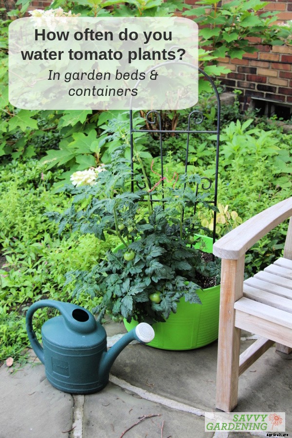 How often do you water tomato plants: In gardens, pots and straw bales