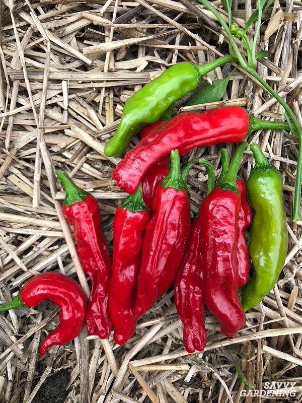 Growing shishito peppers: Learn how to grow this gourmet crop