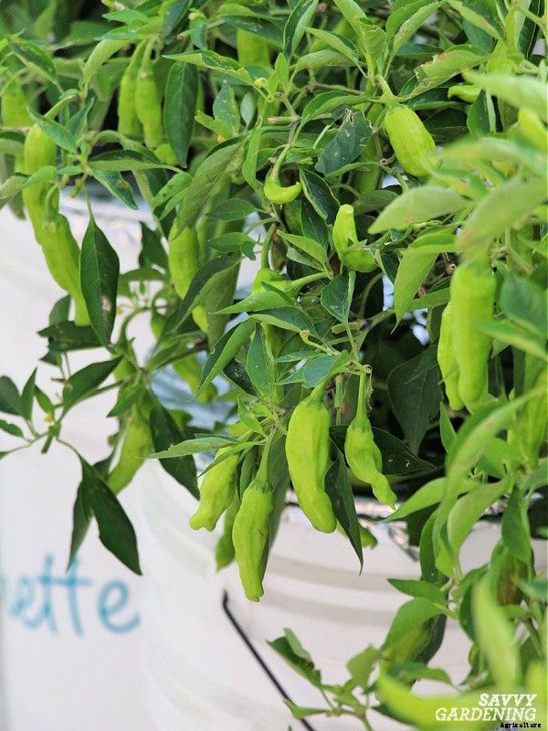 Growing shishito peppers: Learn how to grow this gourmet crop