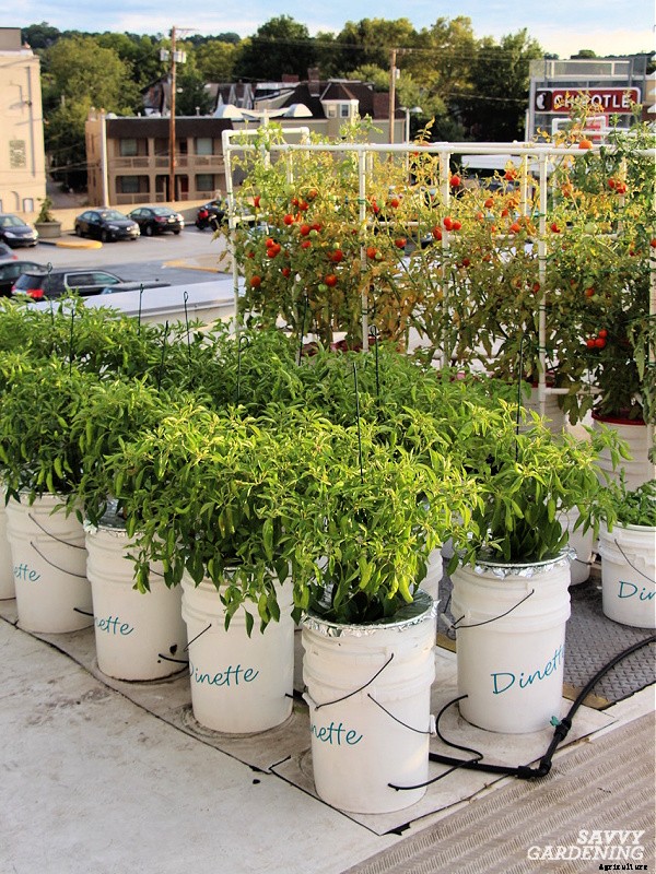 Growing shishito peppers: Learn how to grow this gourmet crop