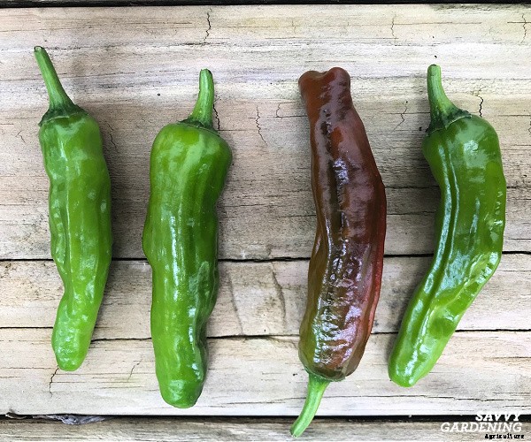 Growing shishito peppers: Learn how to grow this gourmet crop