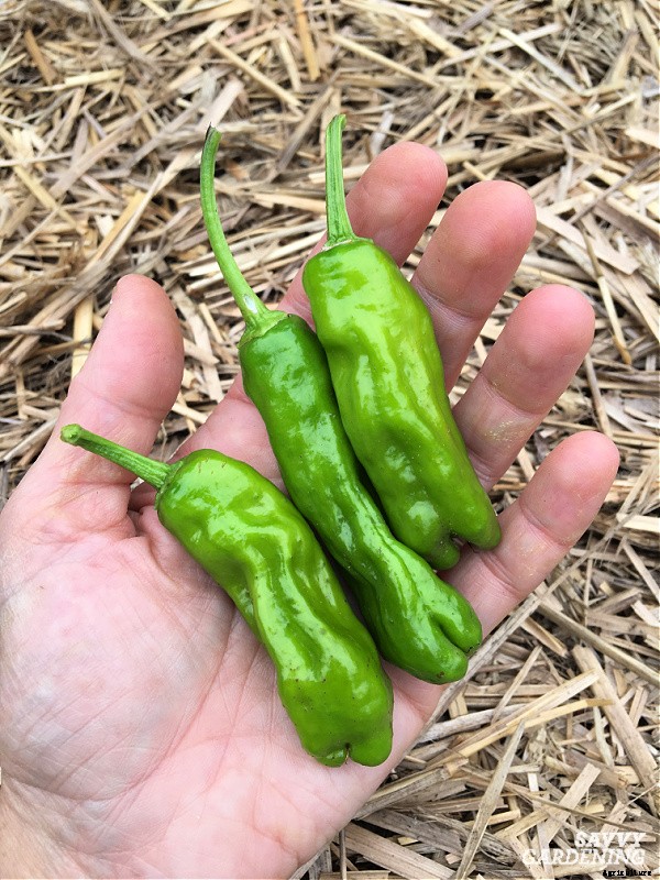Growing shishito peppers: Learn how to grow this gourmet crop