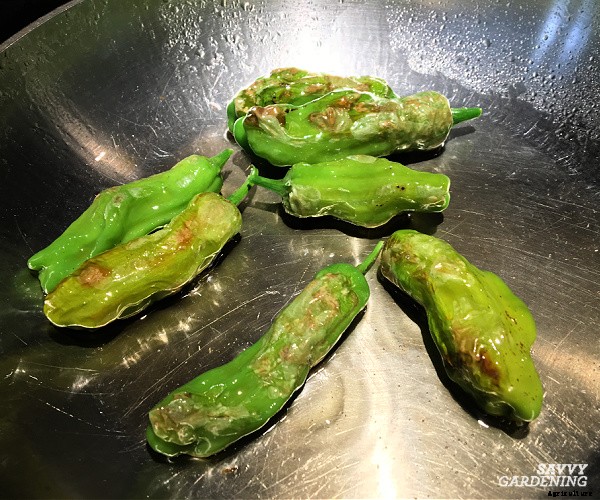 Growing shishito peppers: Learn how to grow this gourmet crop