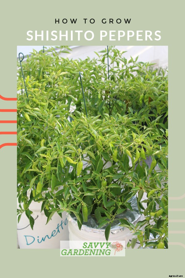 Growing shishito peppers: Learn how to grow this gourmet crop