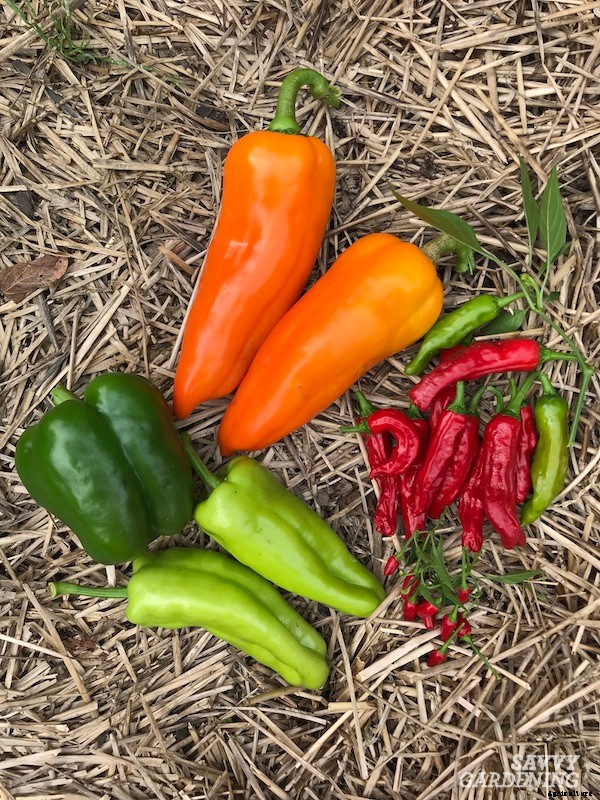 Companion plants for peppers: 12 science-backed choices for healthy, high-yielding plants