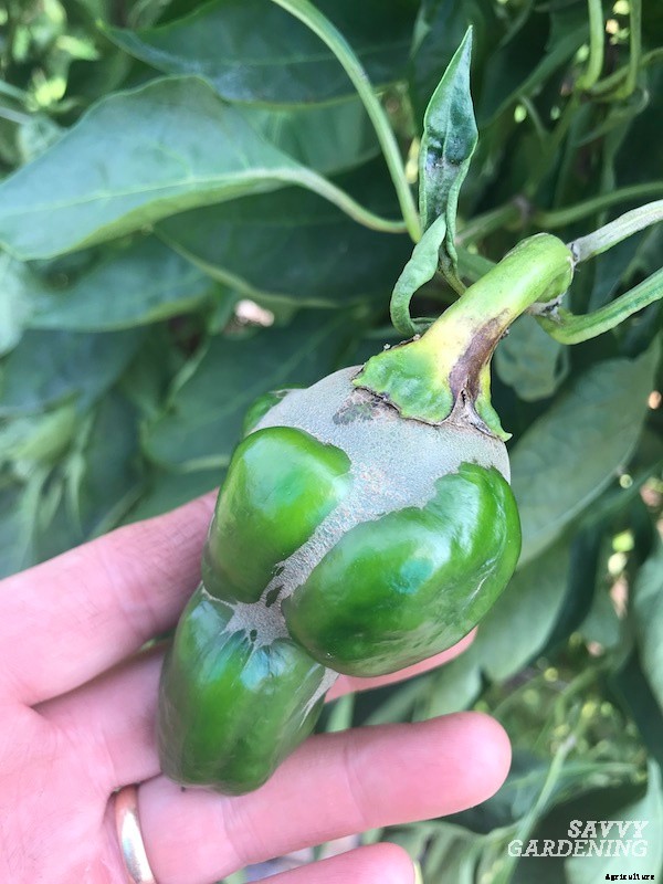 Companion plants for peppers: 12 science-backed choices for healthy, high-yielding plants