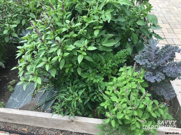 Companion plants for peppers: 12 science-backed choices for healthy, high-yielding plants