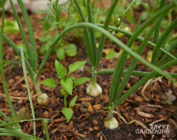 Companion plants for peppers: 12 science-backed choices for healthy, high-yielding plants