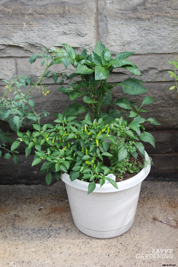 Companion plants for peppers: 12 science-backed choices for healthy, high-yielding plants