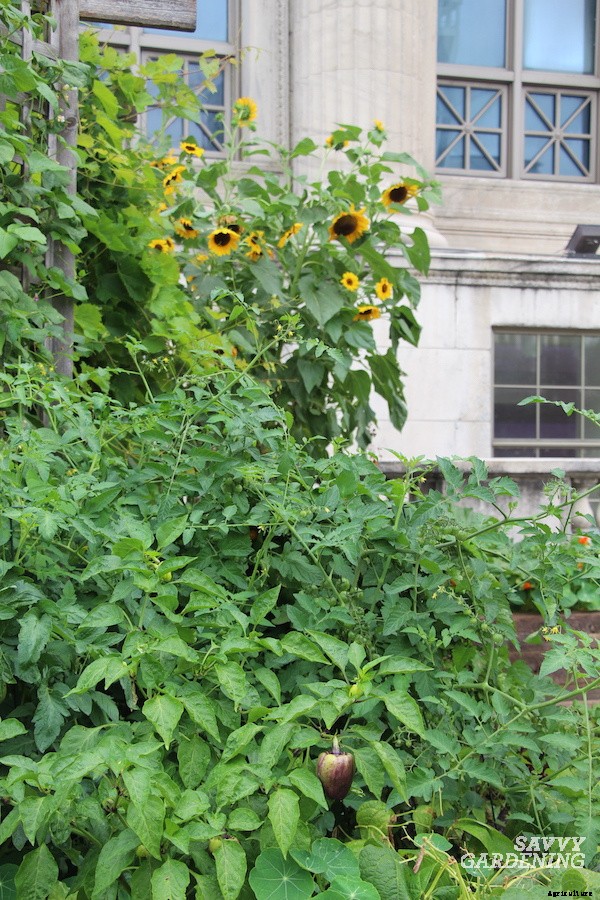 Companion plants for peppers: 12 science-backed choices for healthy, high-yielding plants