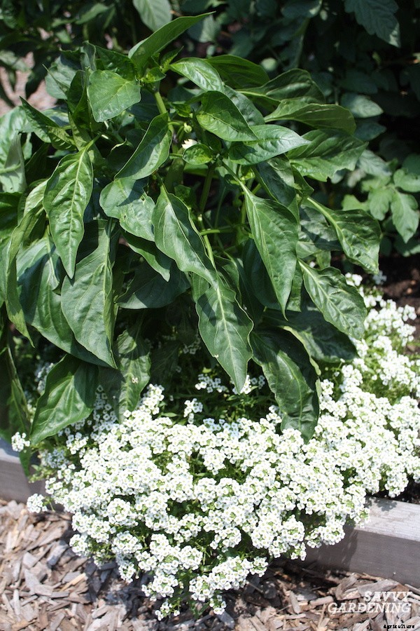 Companion plants for peppers: 12 science-backed choices for healthy, high-yielding plants