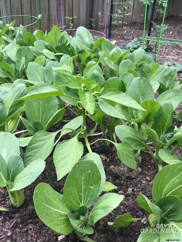 Companion plants for peppers: 12 science-backed choices for healthy, high-yielding plants