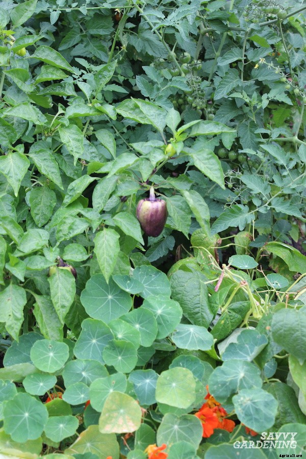 Companion plants for peppers: 12 science-backed choices for healthy, high-yielding plants