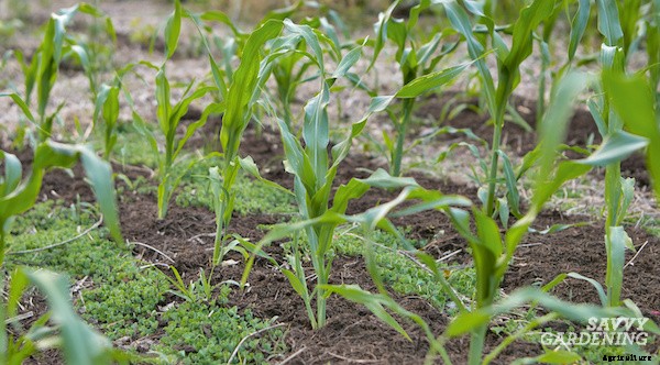 Companion plants for peppers: 12 science-backed choices for healthy, high-yielding plants