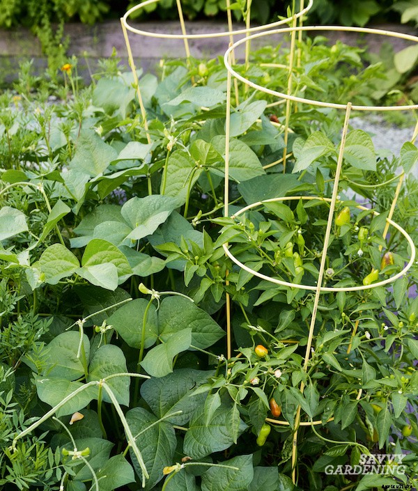 Companion plants for peppers: 12 science-backed choices for healthy, high-yielding plants