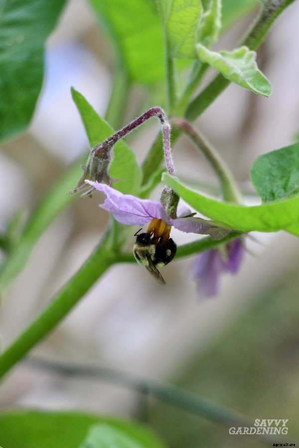 Companion plants for peppers: 12 science-backed choices for healthy, high-yielding plants