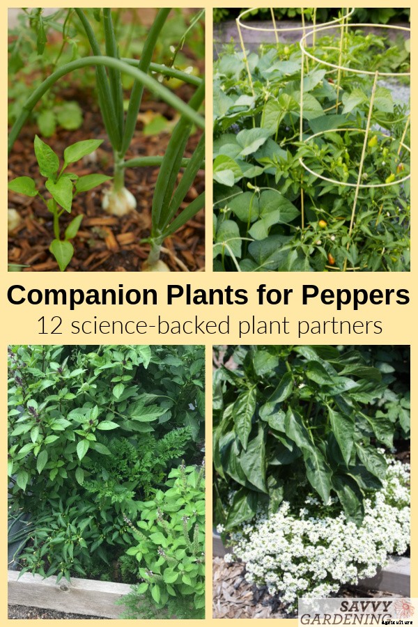 Companion plants for peppers: 12 science-backed choices for healthy, high-yielding plants