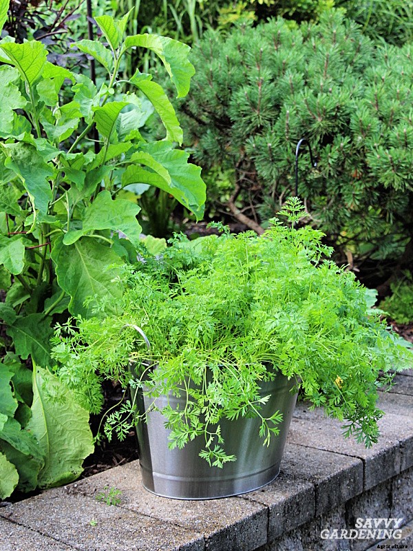 Growing carrots in containers: An easy way to grow carrots anywhere!