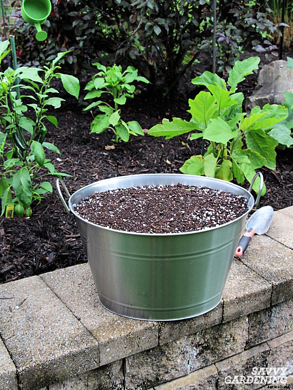 Growing carrots in containers: An easy way to grow carrots anywhere!