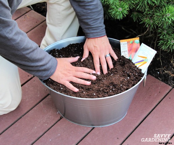 Growing carrots in containers: An easy way to grow carrots anywhere!