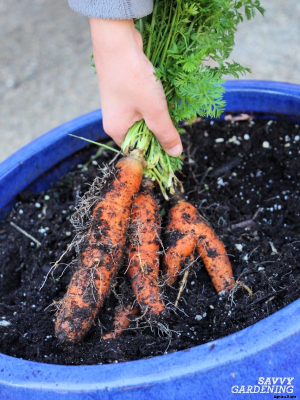 Growing carrots in containers: An easy way to grow carrots anywhere!