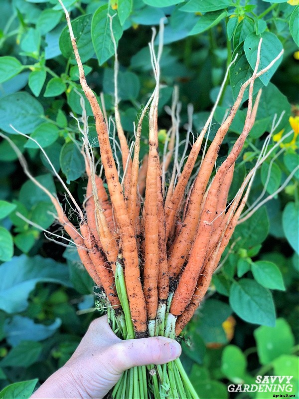 Growing carrots in containers: An easy way to grow carrots anywhere!