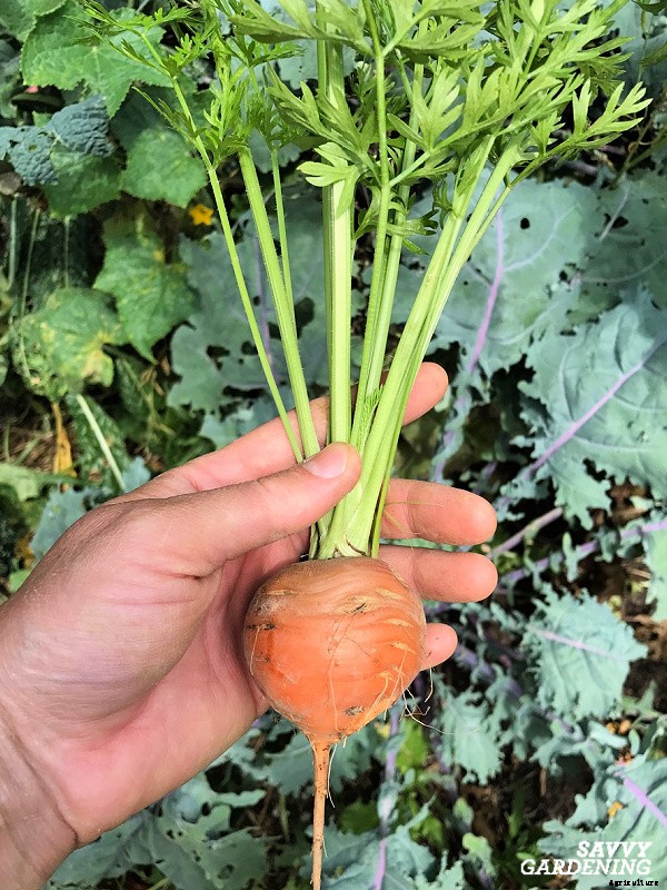 Growing carrots in containers: An easy way to grow carrots anywhere!