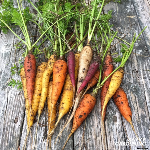Growing carrots in containers: An easy way to grow carrots anywhere!