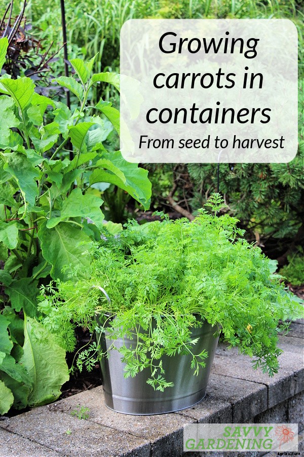 Growing carrots in containers: An easy way to grow carrots anywhere!