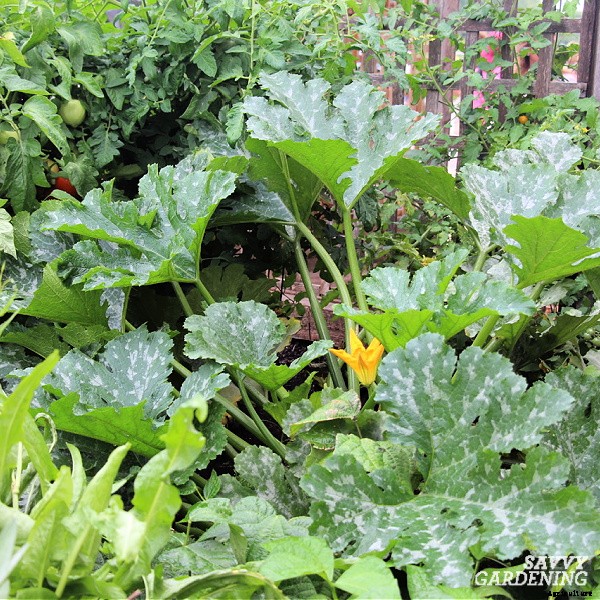 Round zucchini: A growing guide from seed to harvest