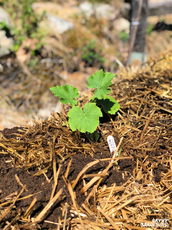 Round zucchini: A growing guide from seed to harvest