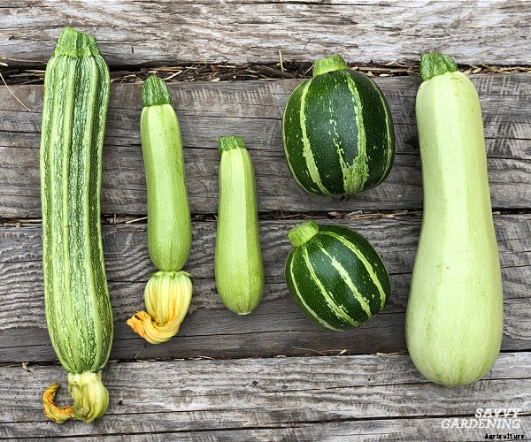 Round zucchini: A growing guide from seed to harvest