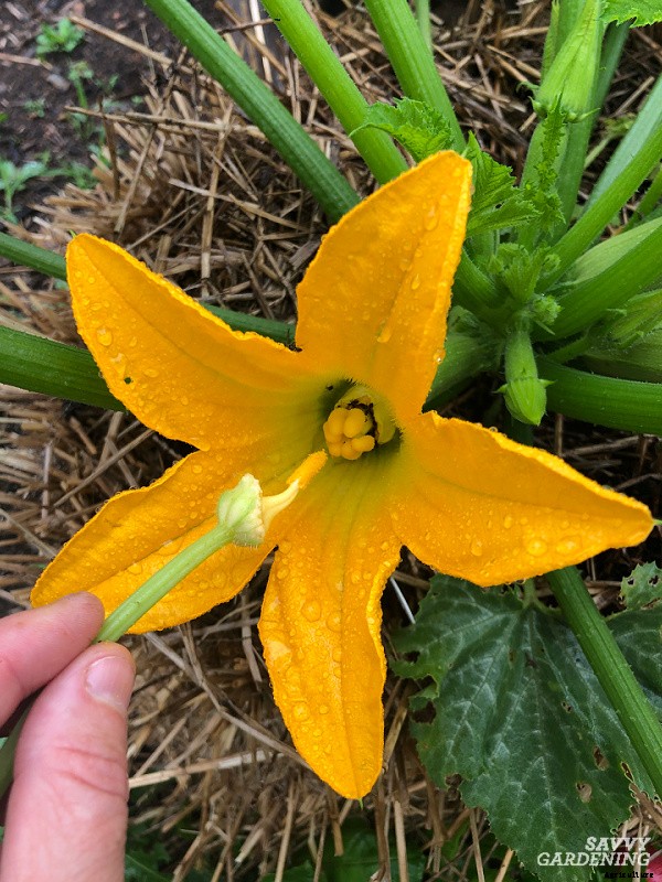 Round zucchini: A growing guide from seed to harvest
