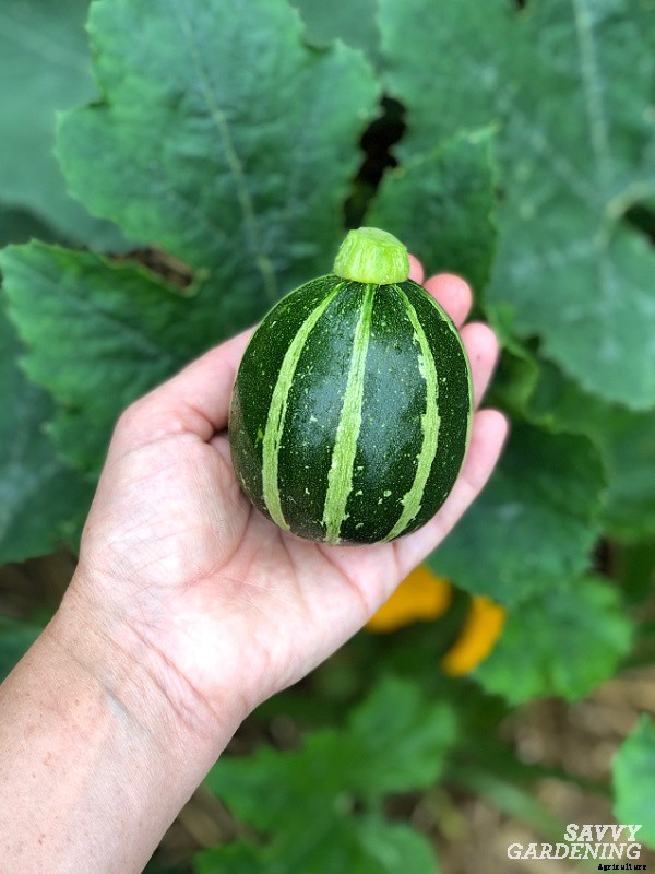 Round zucchini: A growing guide from seed to harvest