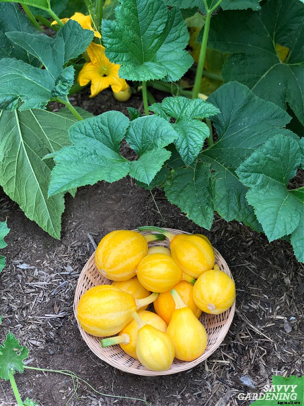 Round zucchini: A growing guide from seed to harvest