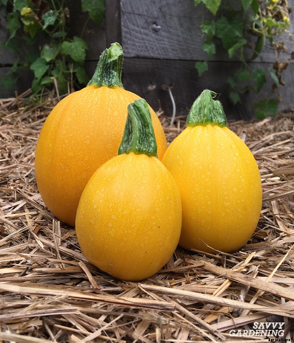 Round zucchini: A growing guide from seed to harvest