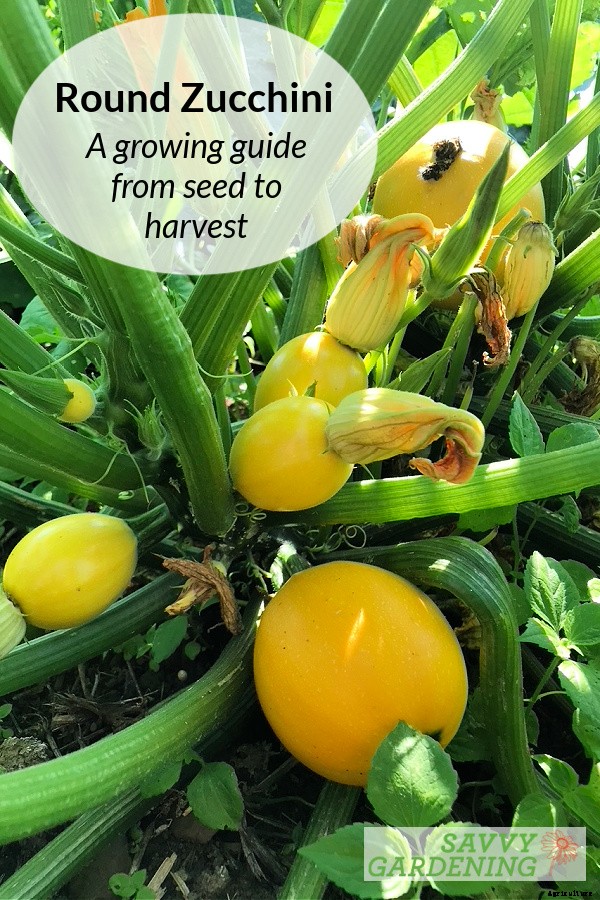 Round zucchini: A growing guide from seed to harvest