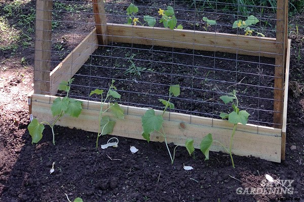 Cucumber plant spacing for high yields in gardens and pots