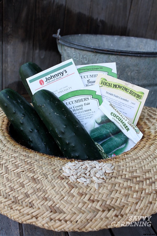 Cucumber plant spacing for high yields in gardens and pots
