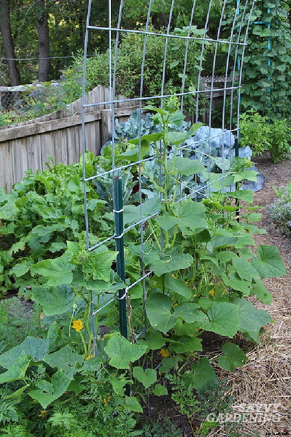 Cucumber plant spacing for high yields in gardens and pots