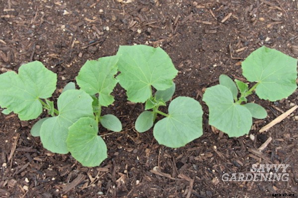 Cucumber plant spacing for high yields in gardens and pots