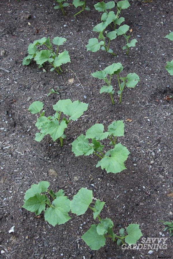 Cucumber plant spacing for high yields in gardens and pots