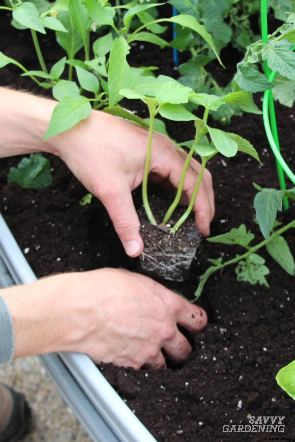 Cucumber plant spacing for high yields in gardens and pots
