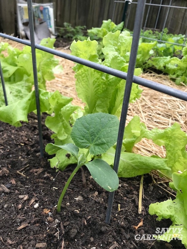 Cucumber plant spacing for high yields in gardens and pots