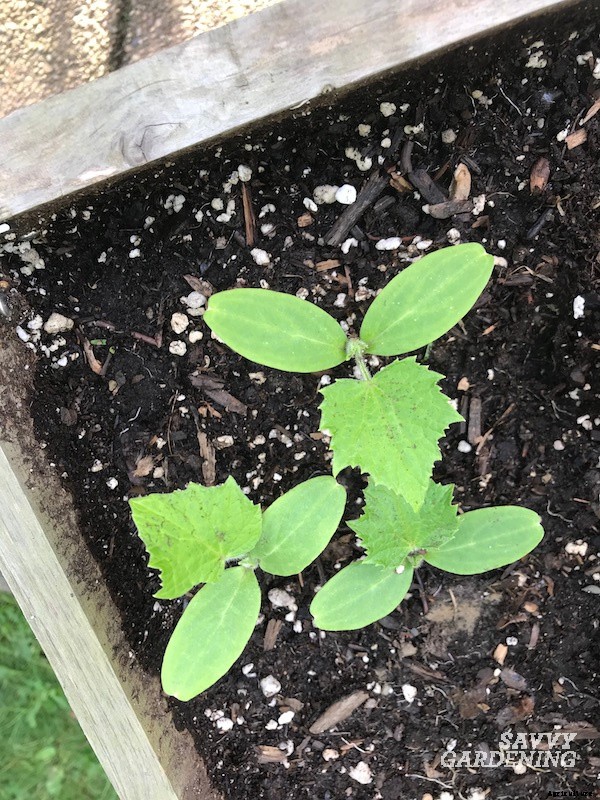 Cucumber plant spacing for high yields in gardens and pots