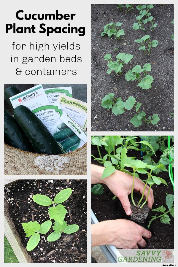 Cucumber plant spacing for high yields in gardens and pots